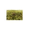 Scatola Muschio Naturale In Per Presepe 550gr